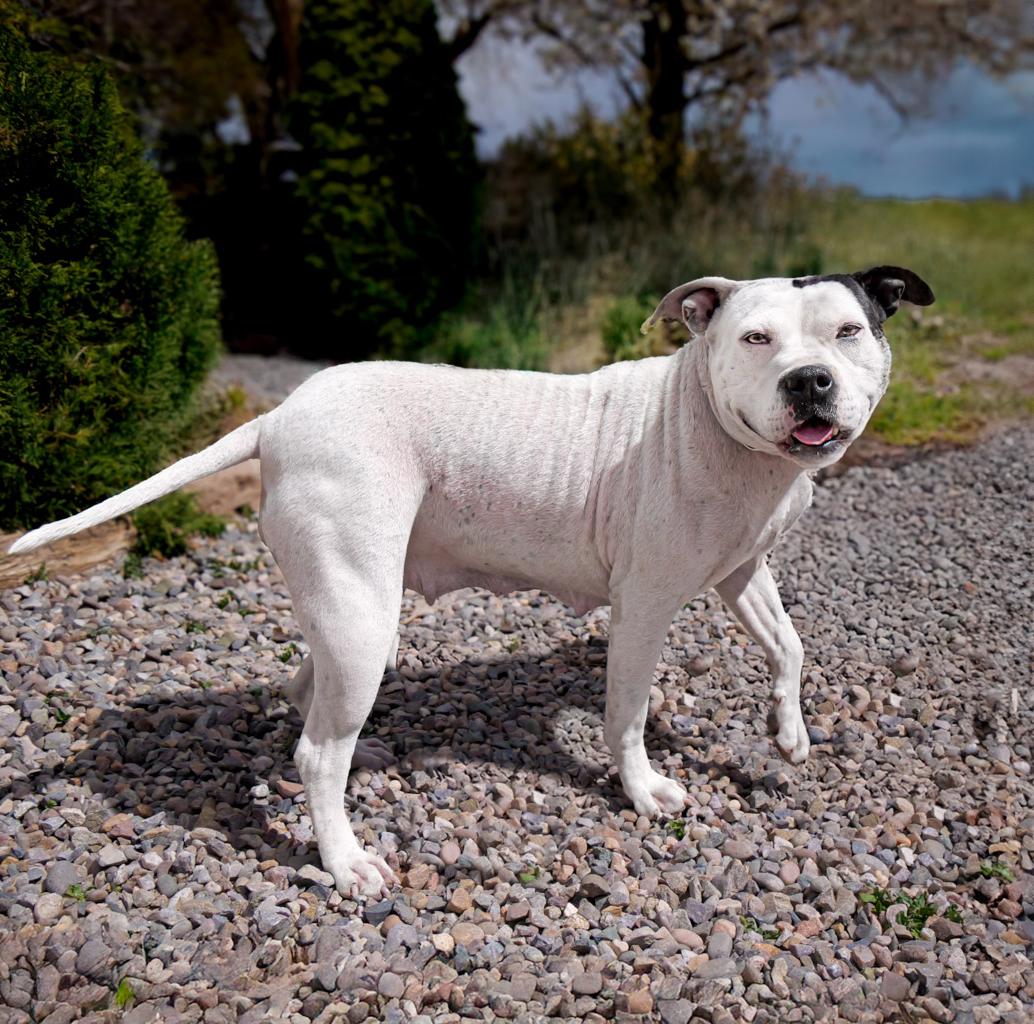 Charming Ms Cally ~ a TRUE Treasure !!!, a Adoptable American Bully in Albuquerque, NM image 4/4