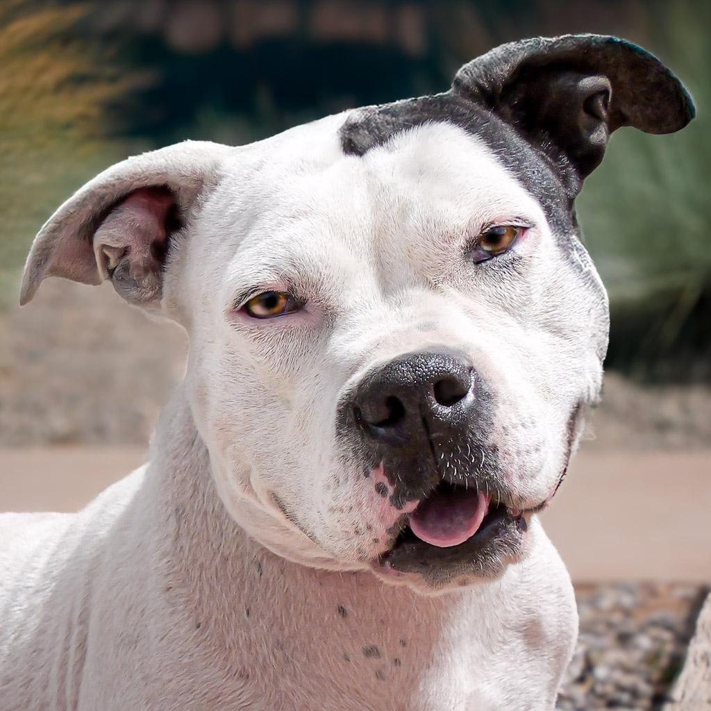 Charming Ms Cally ~ a TRUE Treasure !!!, a Adoptable American Bully in Albuquerque, NM image 1/4