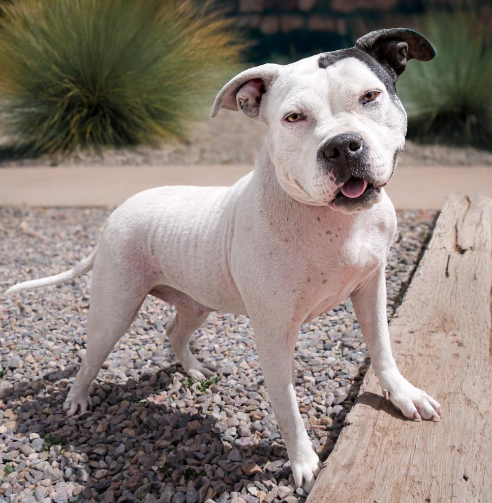 Charming Ms Cally ~ a TRUE Treasure !!!, a Adoptable American Bully in Albuquerque, NM image 2/4