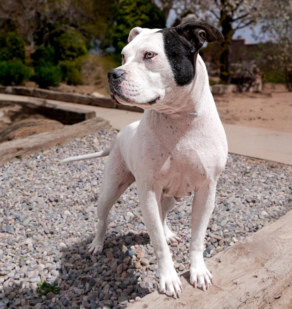Charming Ms Cally ~ a TRUE Treasure !!!, a Adoptable American Bully in Albuquerque, NM image 3/4