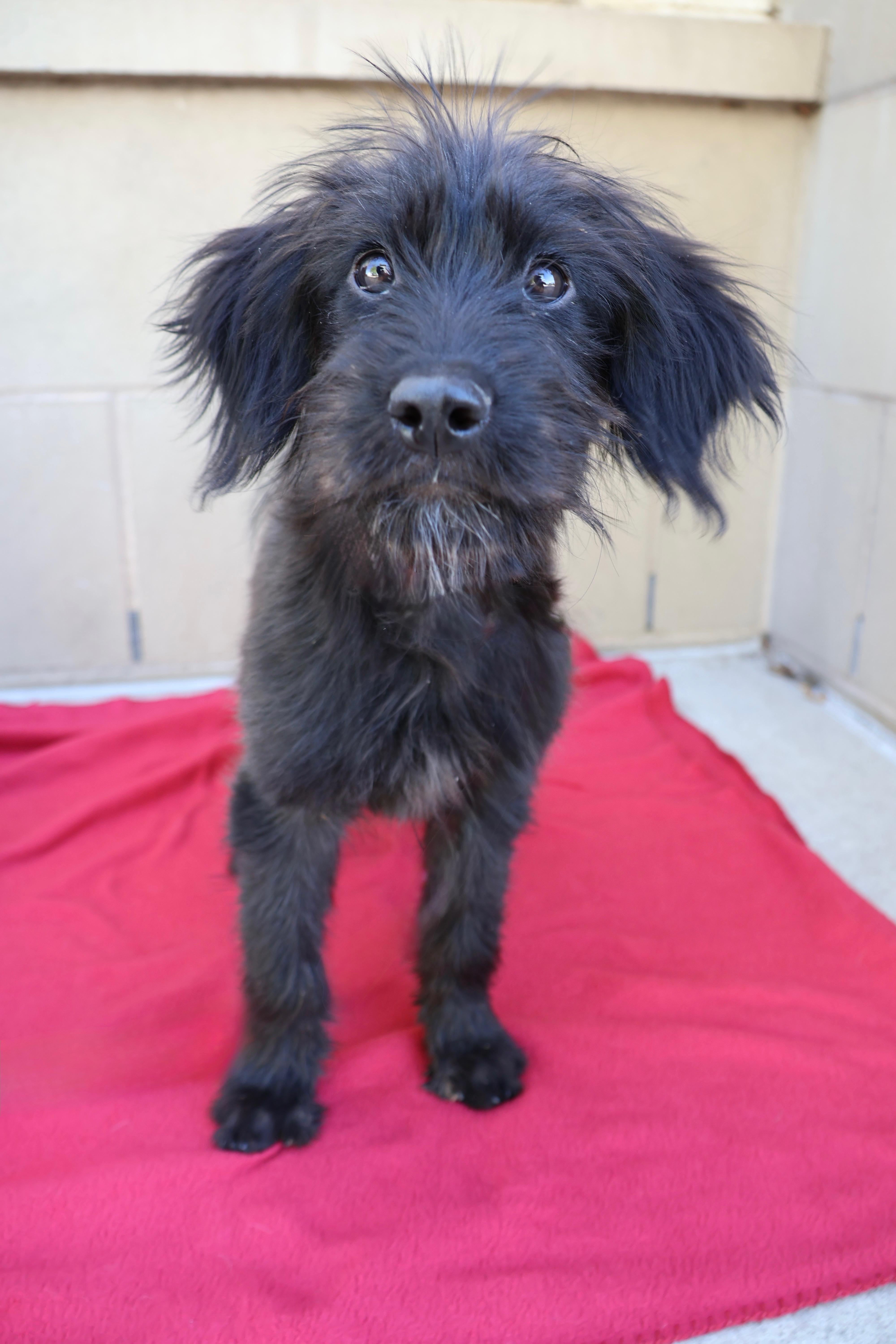 Enlarge Rosie, a ADOPTABLE mixed breed in Fort Collins, CO image 3/6