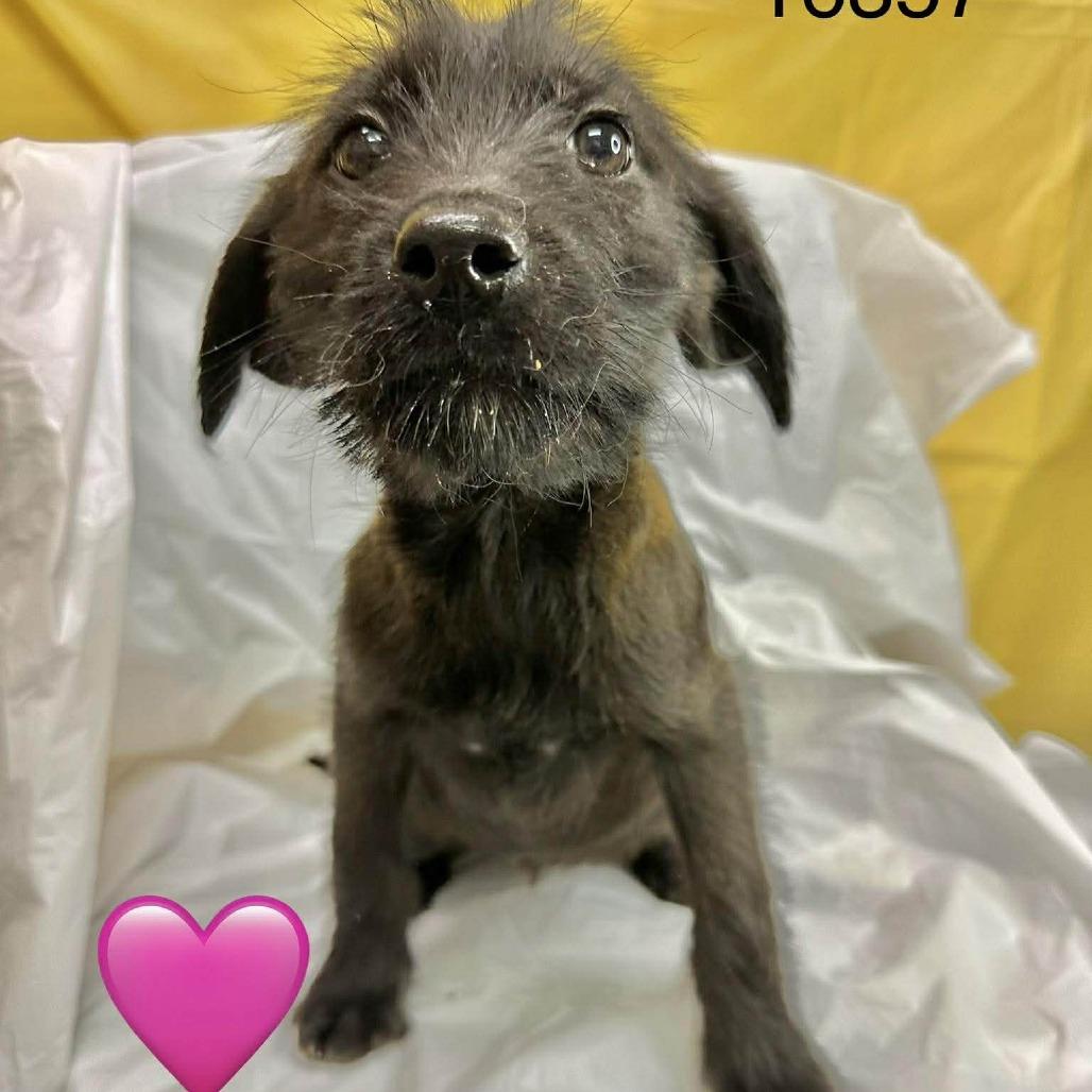 Enlarge Rosie, a ADOPTABLE mixed breed in Fort Collins, CO image 6/6