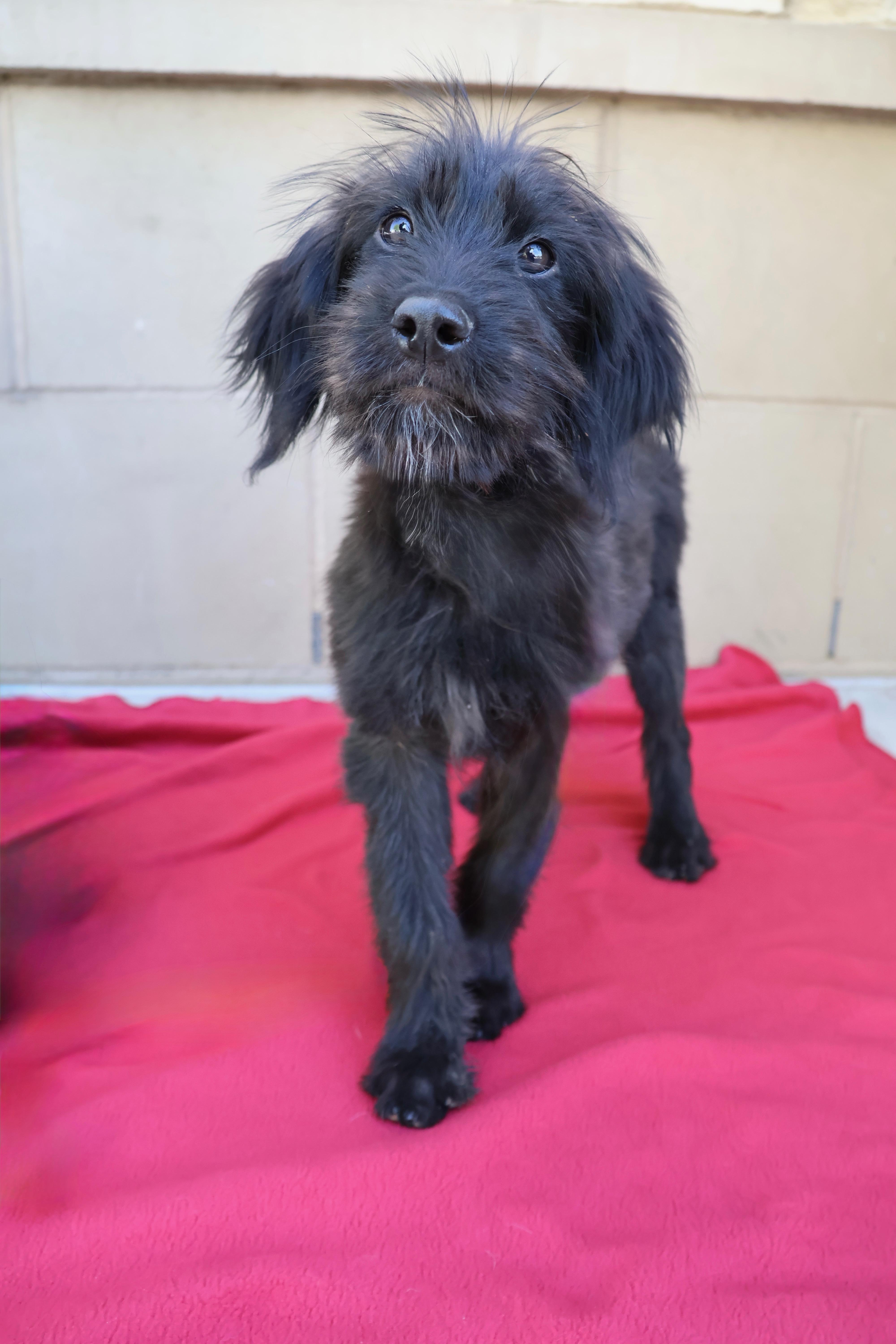 Enlarge Rosie, a ADOPTABLE mixed breed in Fort Collins, CO image 2/6