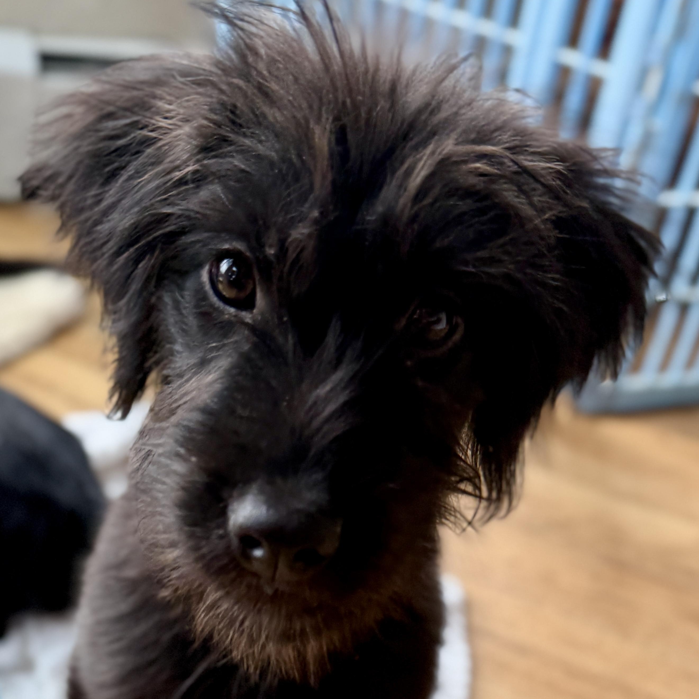 Enlarge Rosie, a ADOPTABLE mixed breed in Fort Collins, CO image 5/6