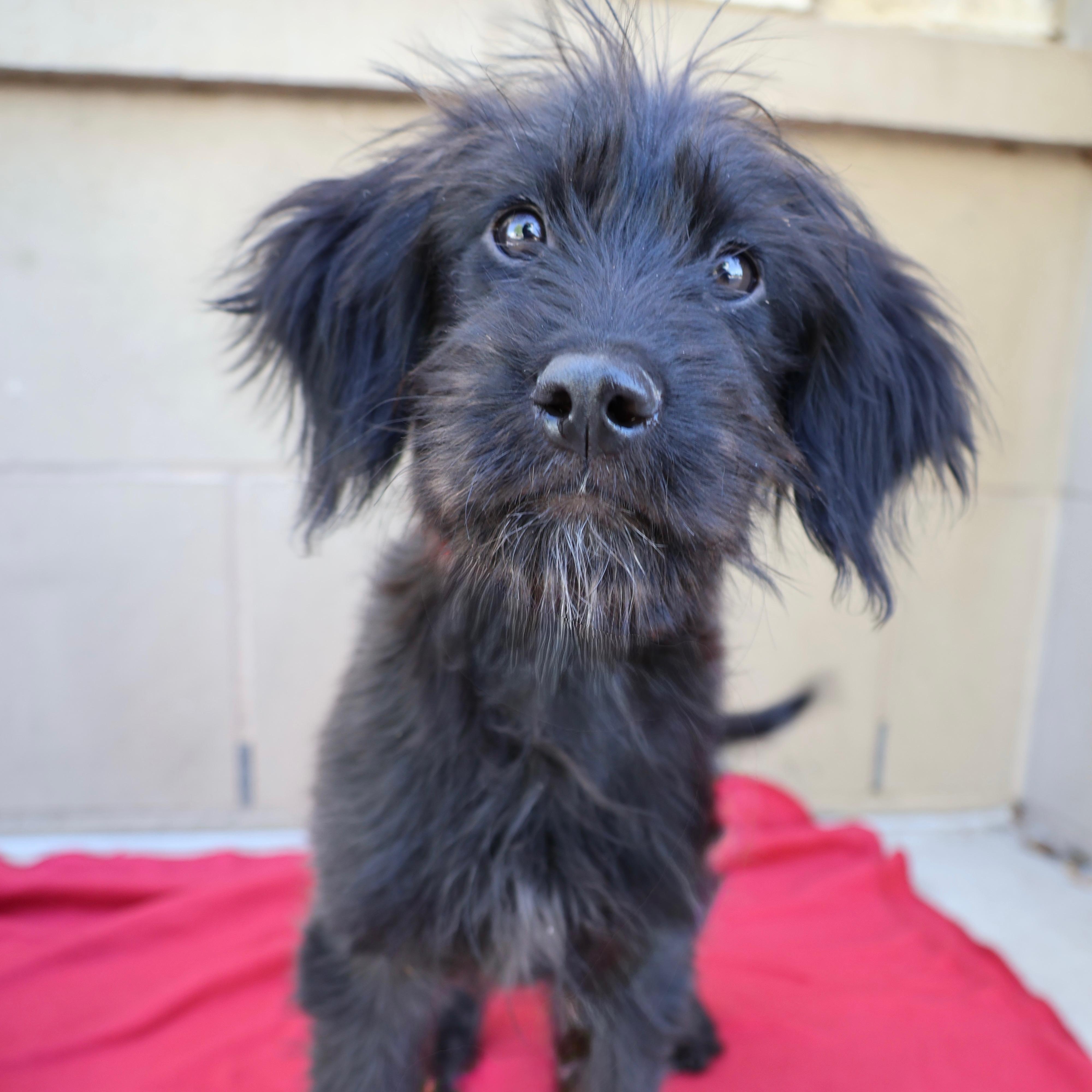 Enlarge Rosie, a ADOPTABLE mixed breed in Fort Collins, CO image 1/6