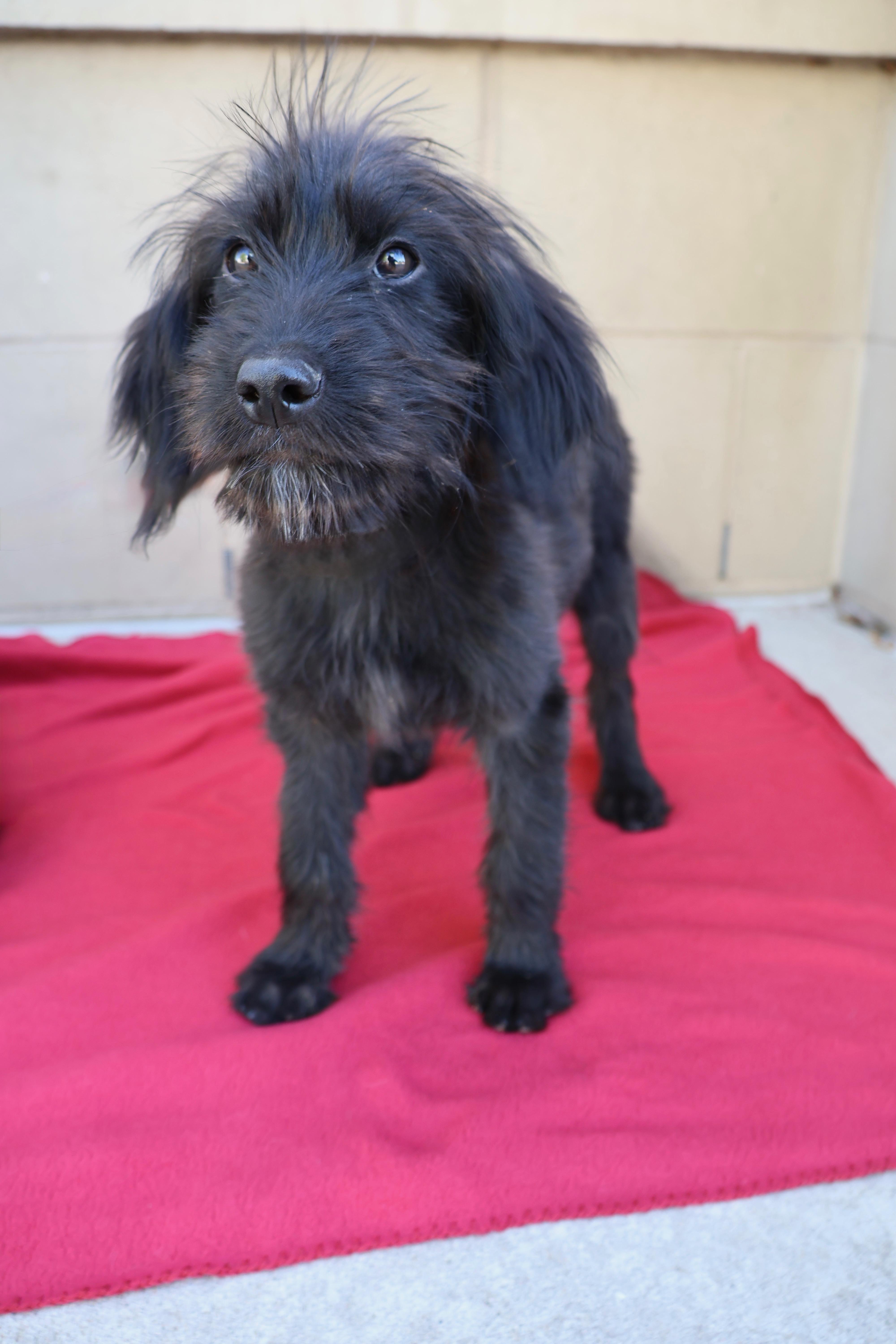 Enlarge Rosie, a ADOPTABLE mixed breed in Fort Collins, CO image 4/6