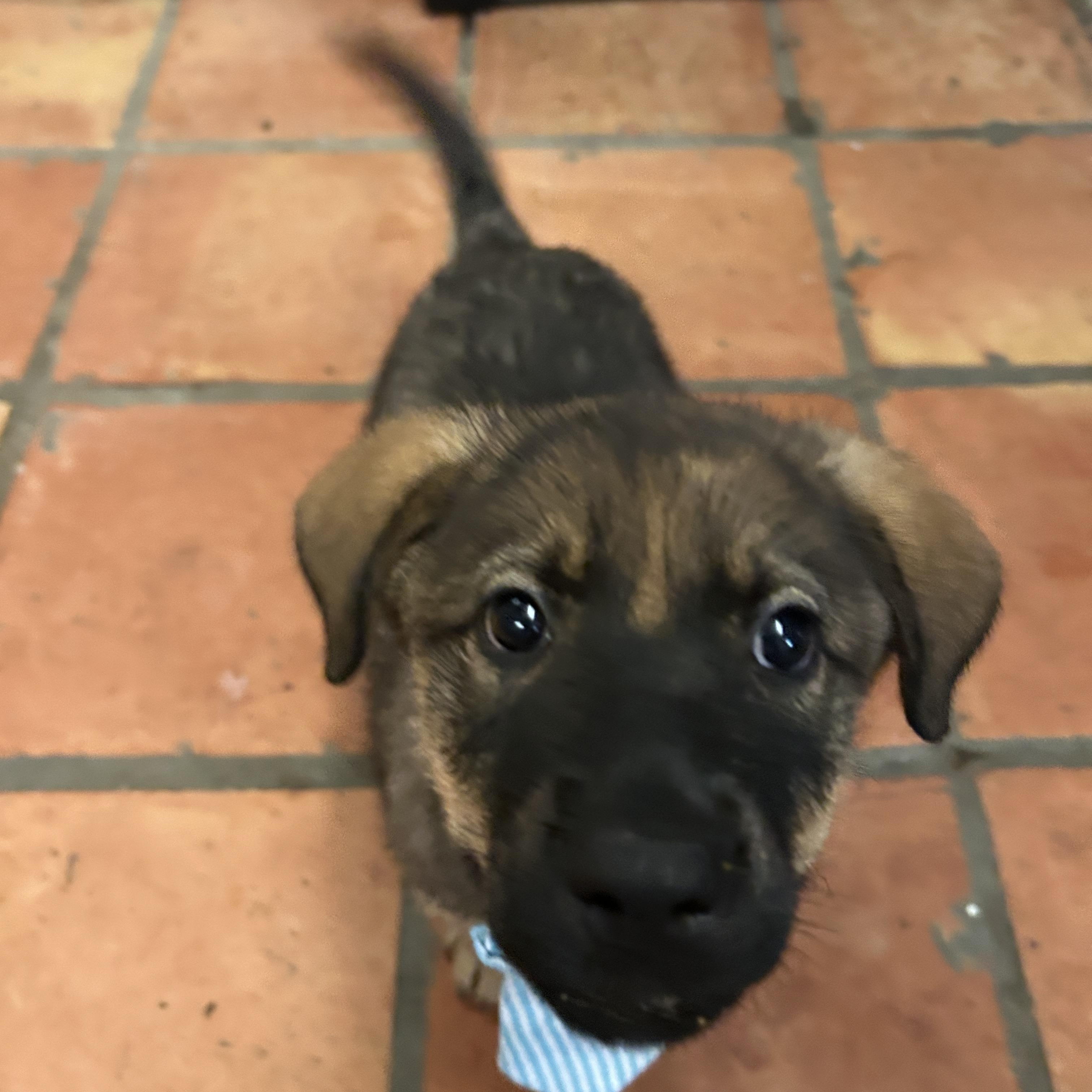 Baby Blue, Adopted, Puppy Male German Shepherd Dog & Rottweiler.