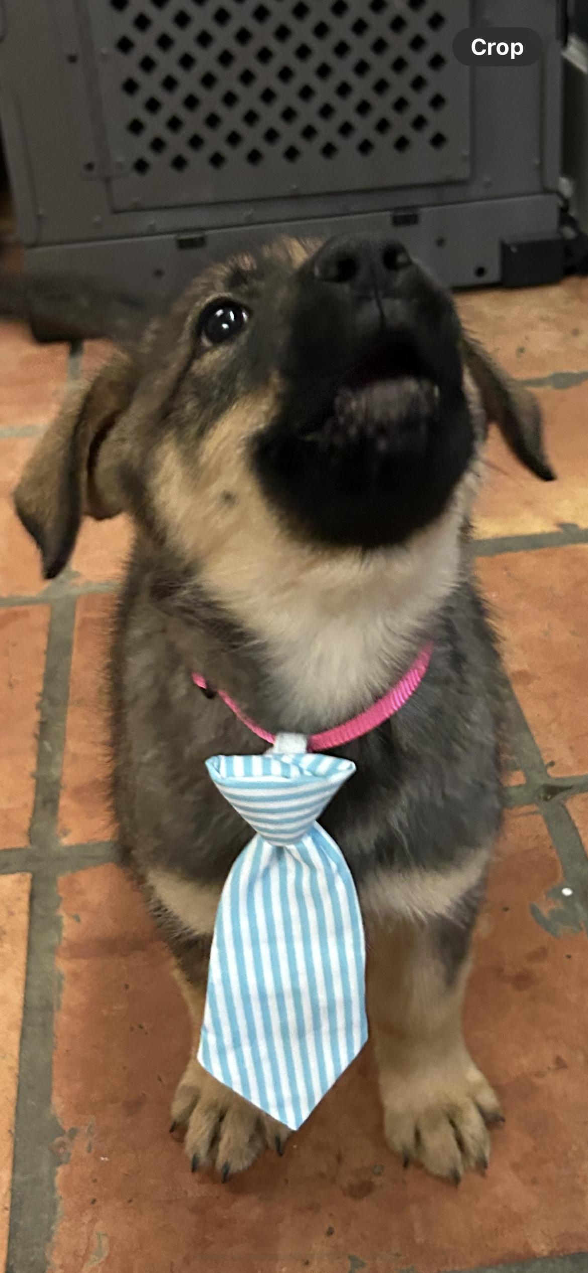 Enlarge Baby Blue, a Adopted mixed breed in Dallas, TX image 2/3