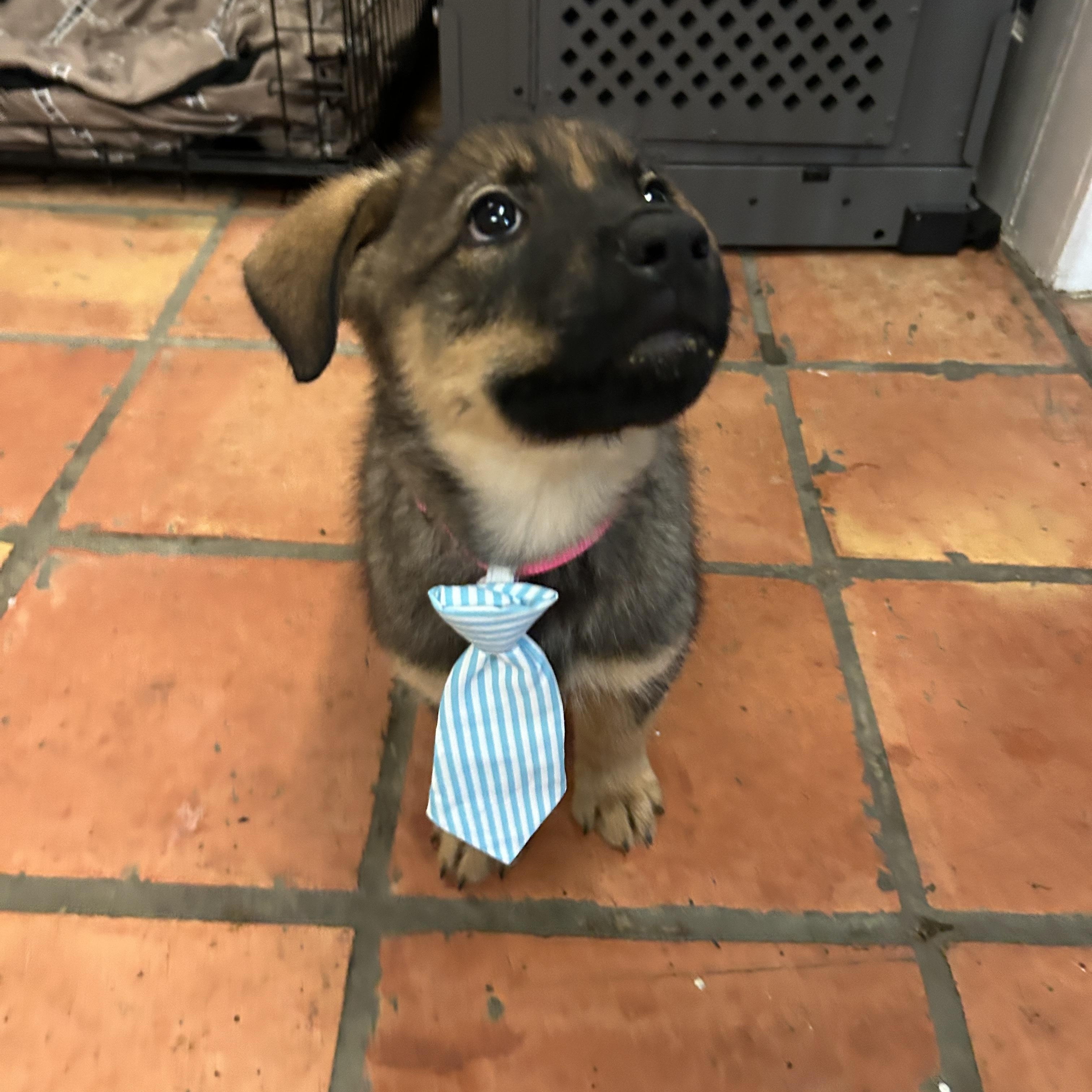 Enlarge Baby Blue, a Adopted mixed breed in Dallas, TX image 3/3