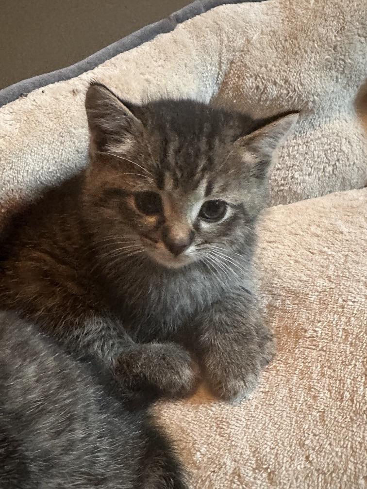Clove, Adoptable, Kitten Male Tabby.