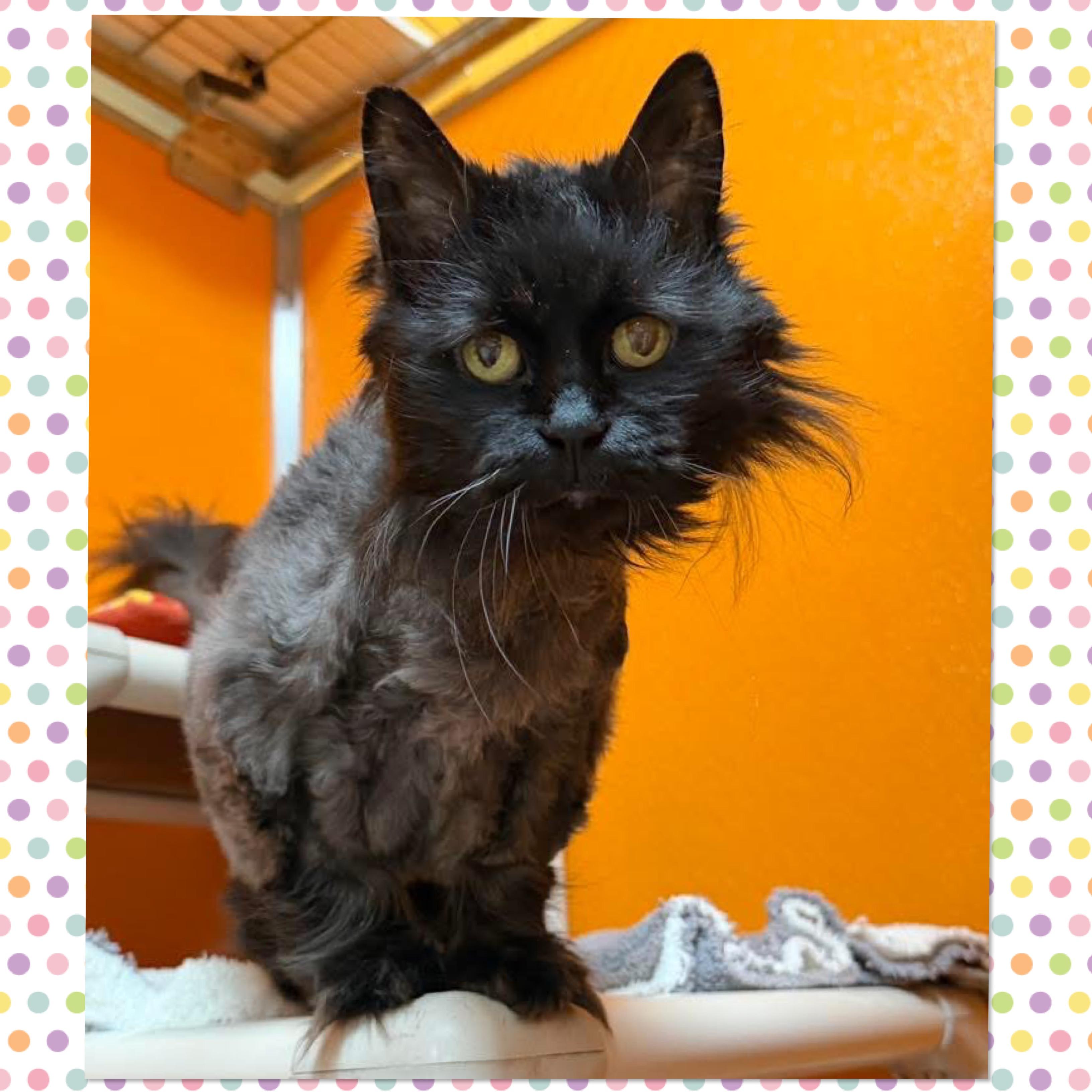 Enlarge Koko, an adopted Domestic Long Hair in Elyria, OH image 1/5