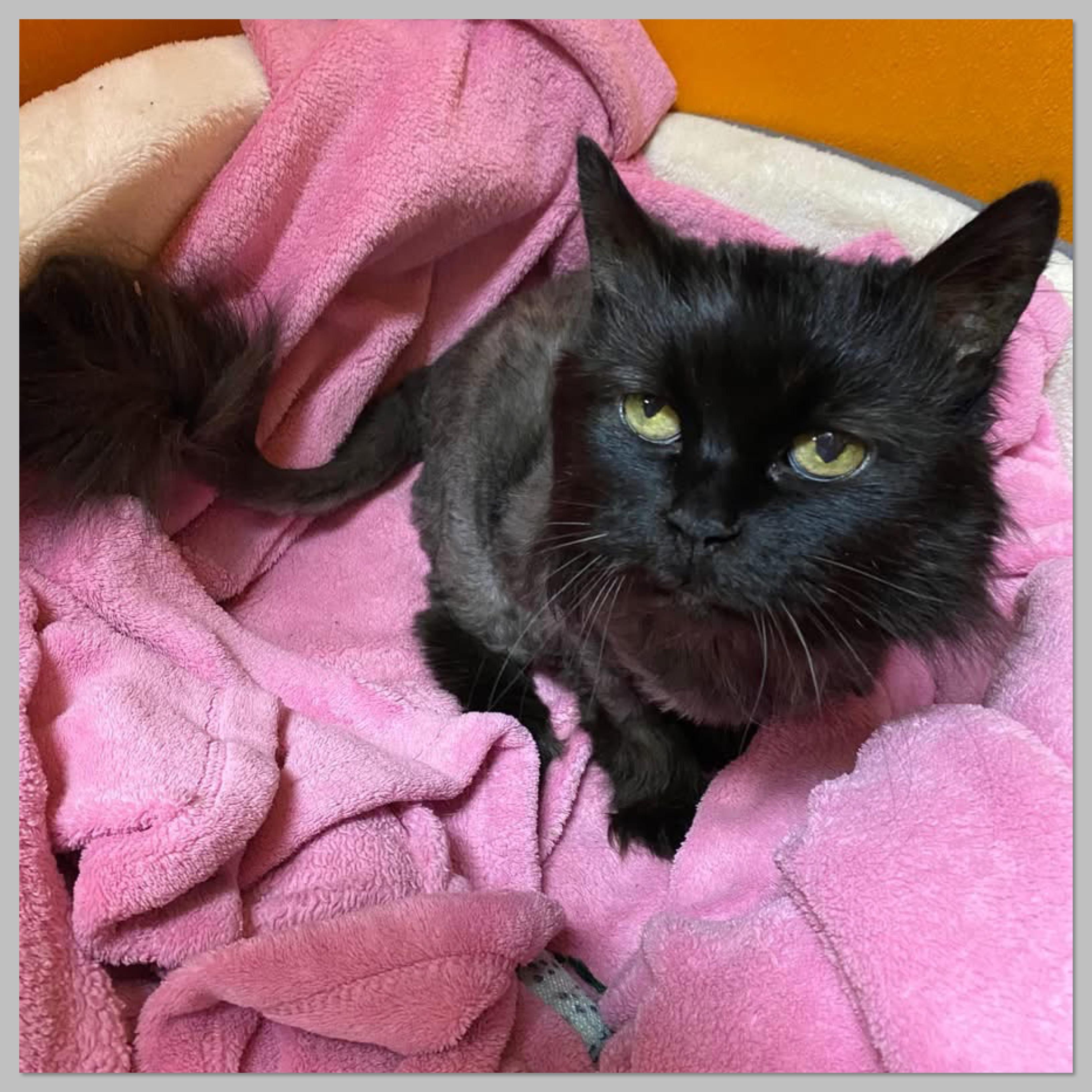 Enlarge Koko, a Adoptable Domestic Long Hair in Elyria, OH image 3/3