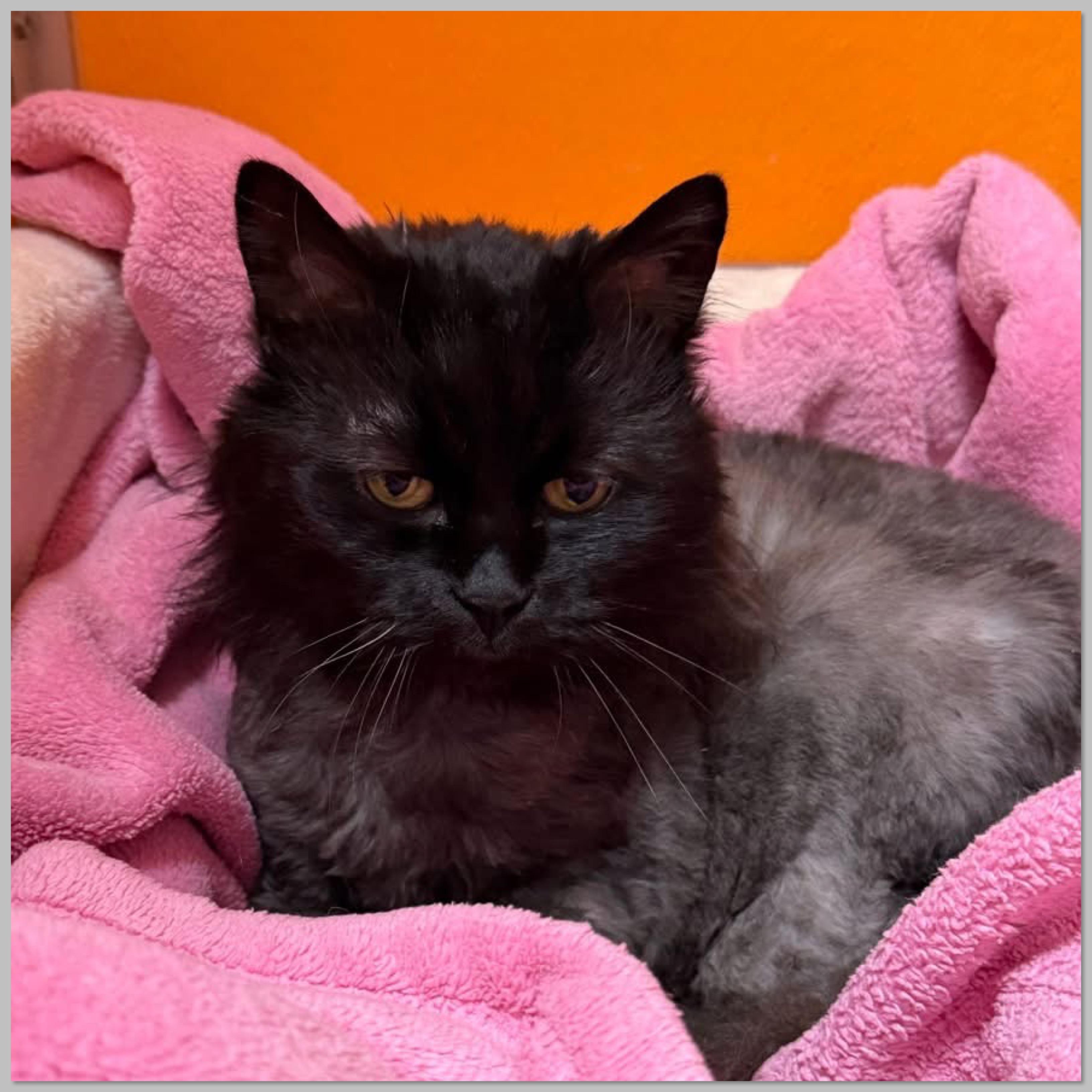 Enlarge Koko, an adopted Domestic Long Hair in Elyria, OH image 5/5