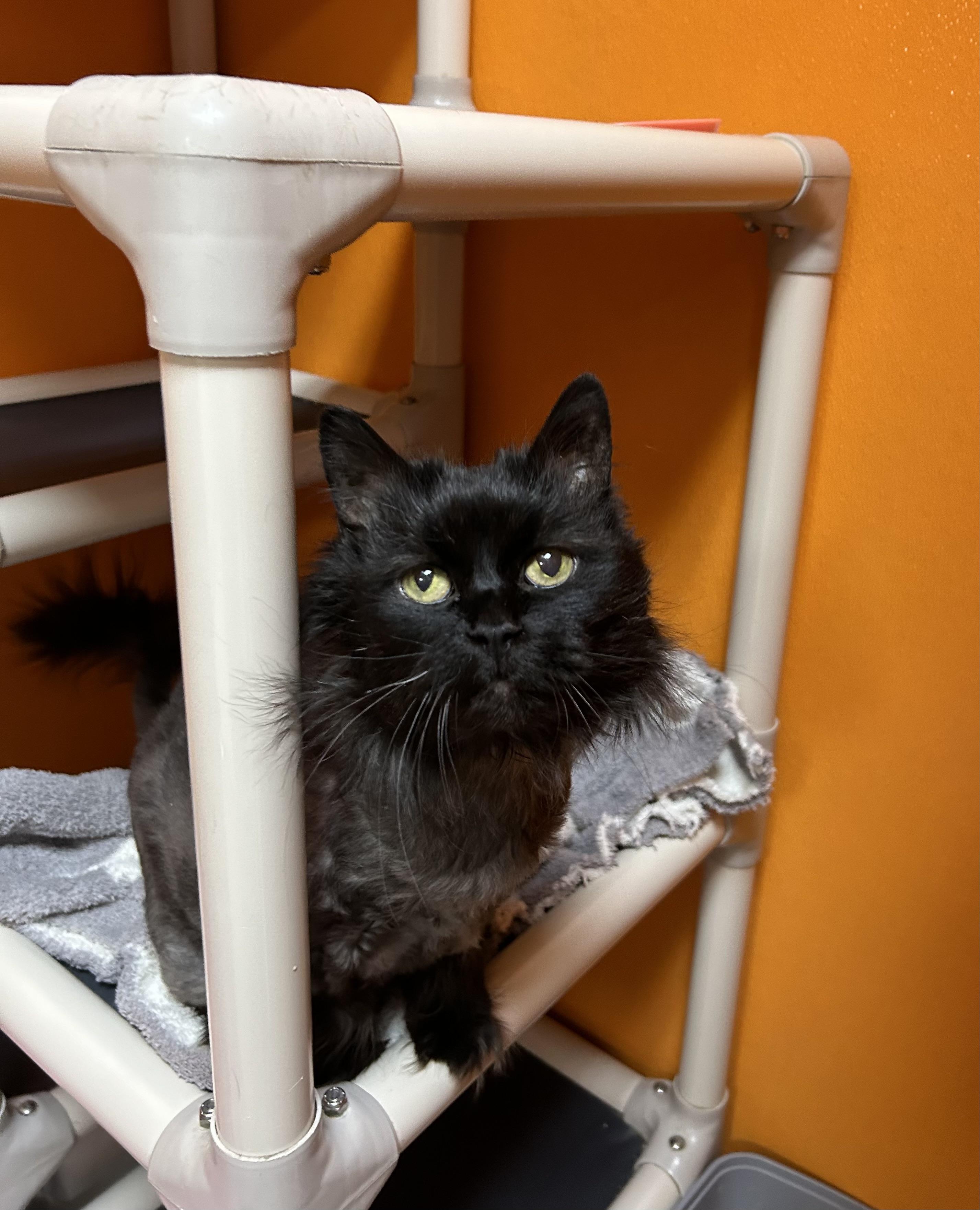 Enlarge Koko, a Adoptable Domestic Long Hair in Elyria, OH image 2/3