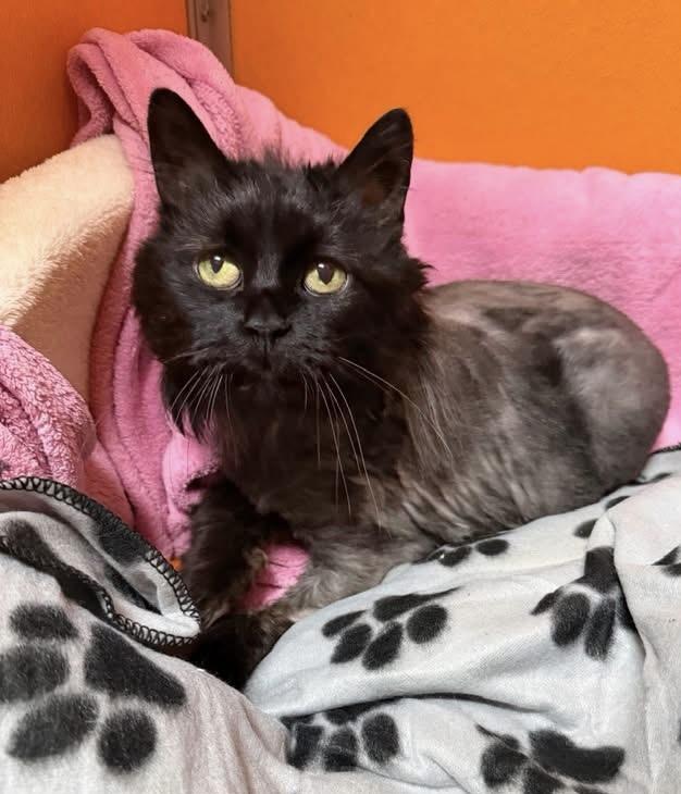 Enlarge Koko, a Adoptable Domestic Long Hair in Elyria, OH image 1/3