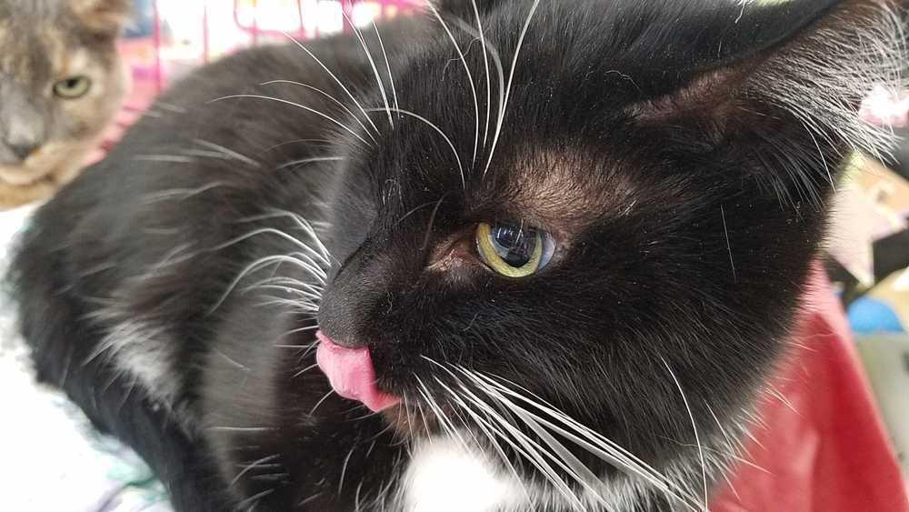 Temperance, Adoptable, Adult Female Domestic Short Hair.