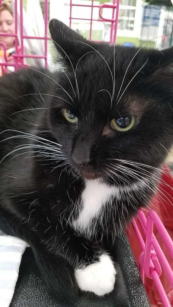 Enlarge Temperance, a Adoptable Domestic Short Hair in Campobello, SC image 2/2