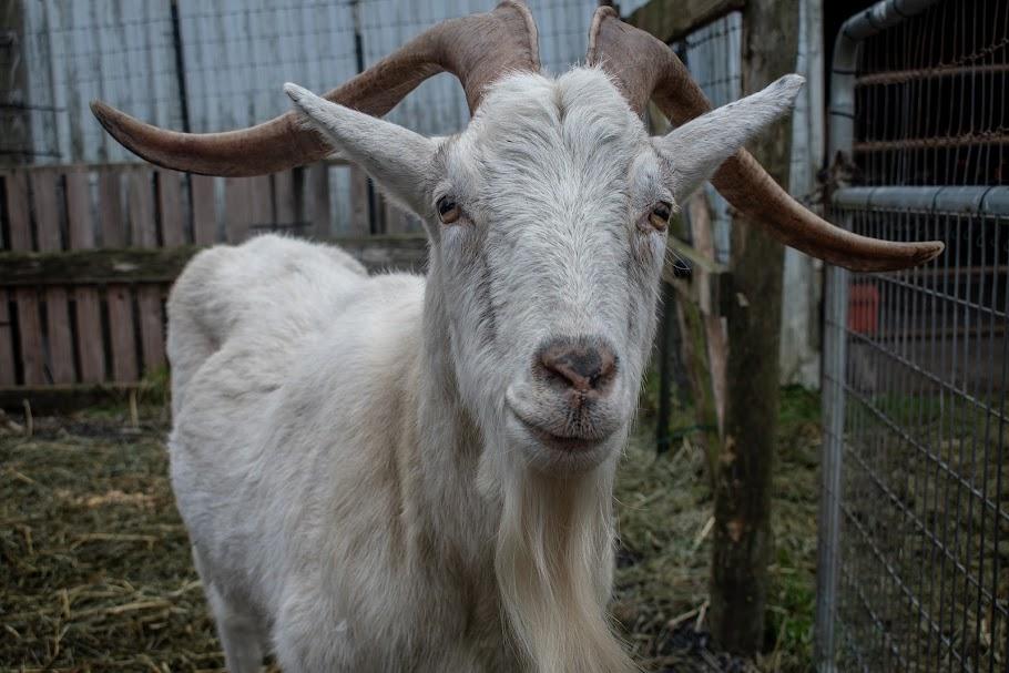 Enlarge Goat Squad [Informational Posting], a Adoptable Oberhasli in Bellingham, WA image 1/6