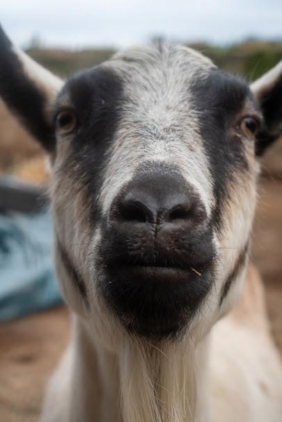 Enlarge Goat Squad [Informational Posting], a Adoptable Oberhasli in Bellingham, WA image 3/6