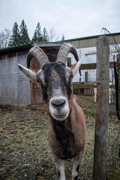Enlarge Goat Squad [Informational Posting], a Adoptable Oberhasli in Bellingham, WA image 4/6
