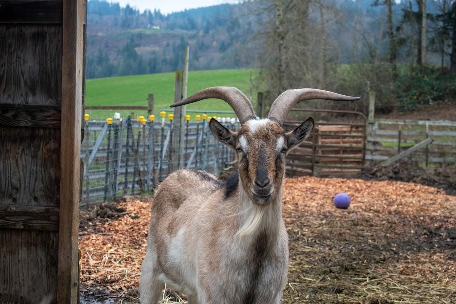 Goat Squad [Informational Posting], Adoptable, Adult Male Oberhasli.