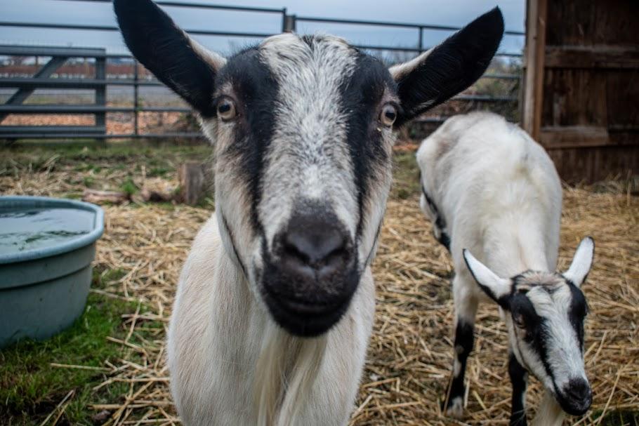 Enlarge Goat Squad [Informational Posting], a Adoptable Oberhasli in Bellingham, WA image 6/6