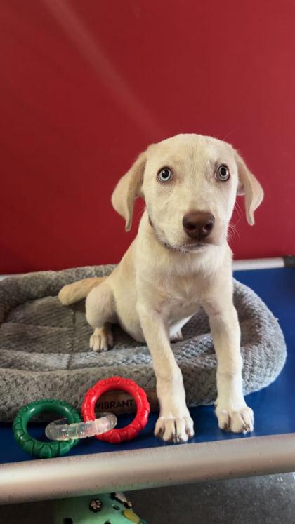 Enlarge RILEY, a Adopted Mixed Breed in Fernandina Beach, FL image 2/3