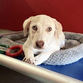 Enlarge RILEY, a Adopted Mixed Breed in Fernandina Beach, FL image 1/3