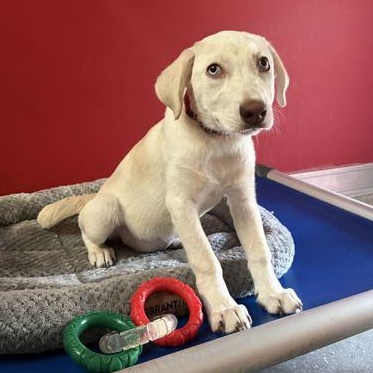 Enlarge RILEY, a Adopted Mixed Breed in Fernandina Beach, FL image 3/3