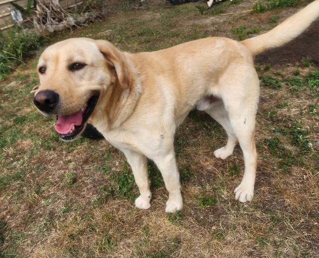 Waylon, a Adoptable Yellow Labrador Retriever in Manhasset, NY image 2/4