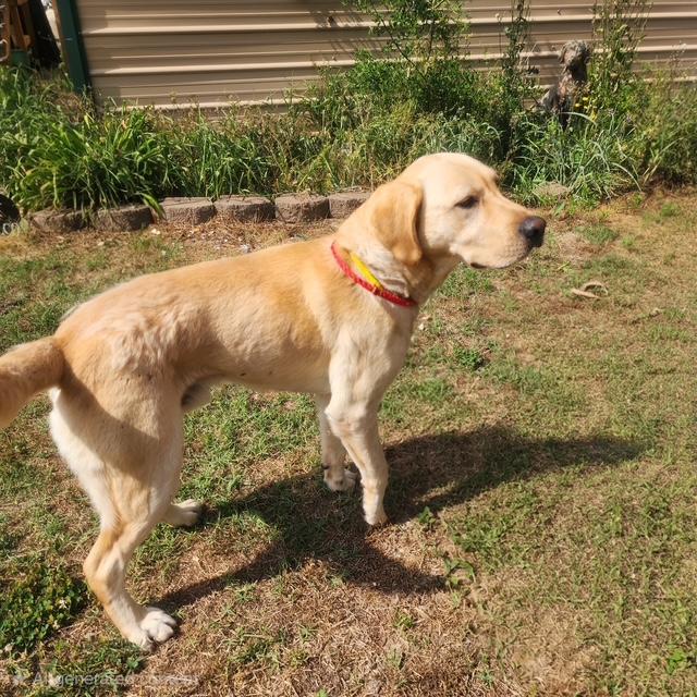 Waylon, a Adoptable Yellow Labrador Retriever in Manhasset, NY image 3/4
