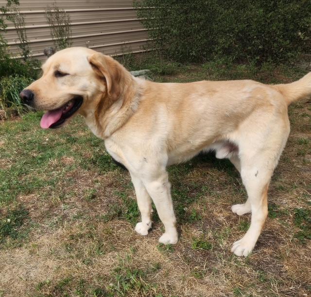 Waylon, a Adoptable Yellow Labrador Retriever in Manhasset, NY image 1/4
