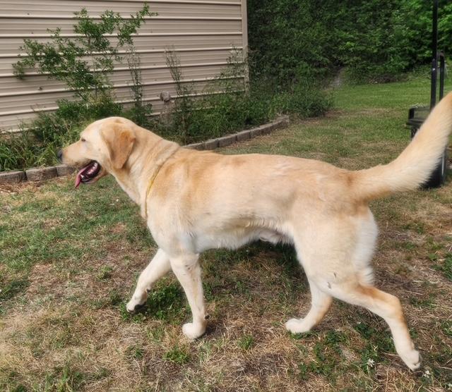Waylon, a Adoptable Yellow Labrador Retriever in Manhasset, NY image 4/4