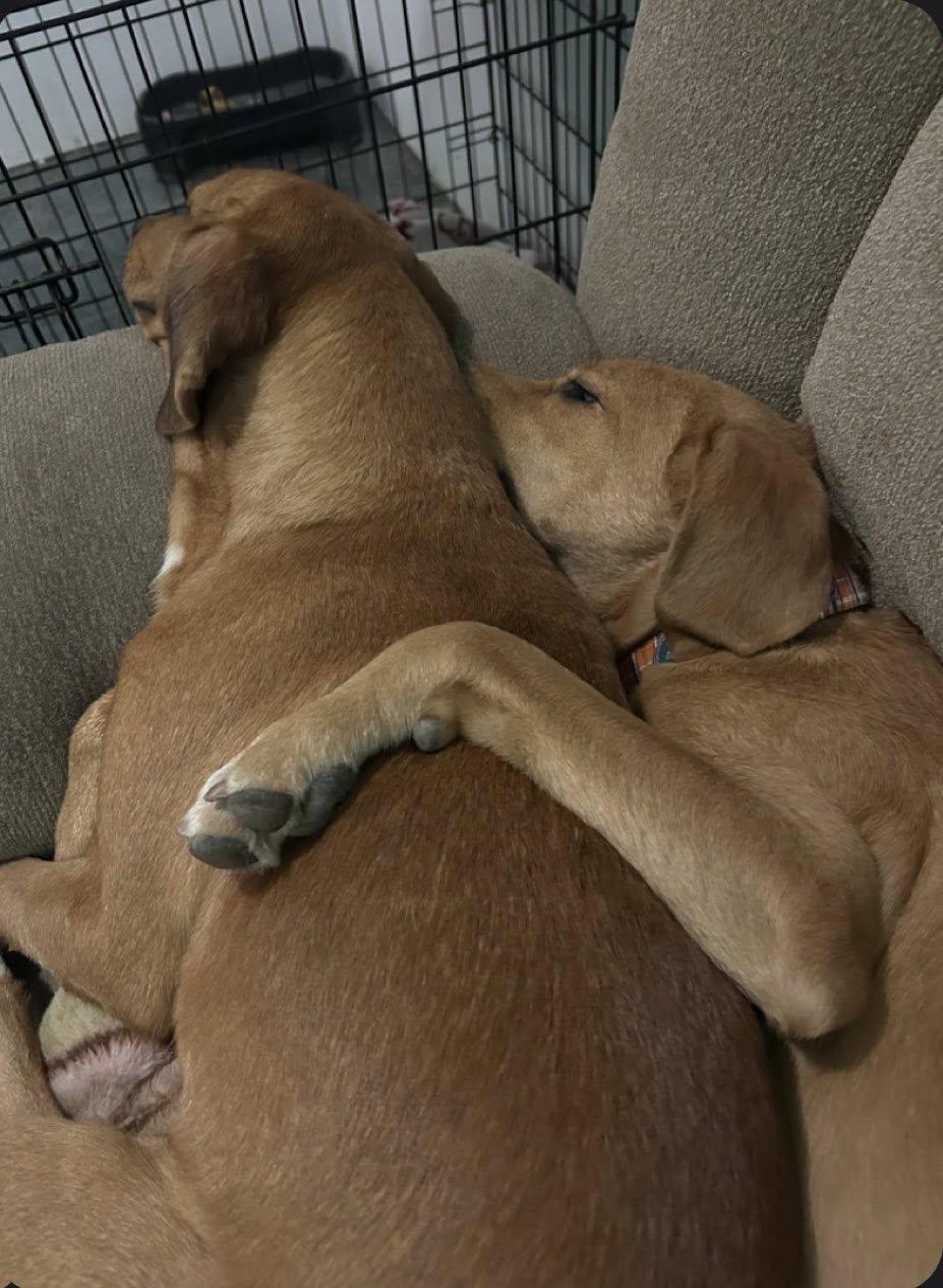 Tom Sawyer, a ADOPTABLE mixed breed in Winter Park, FL image 2/2