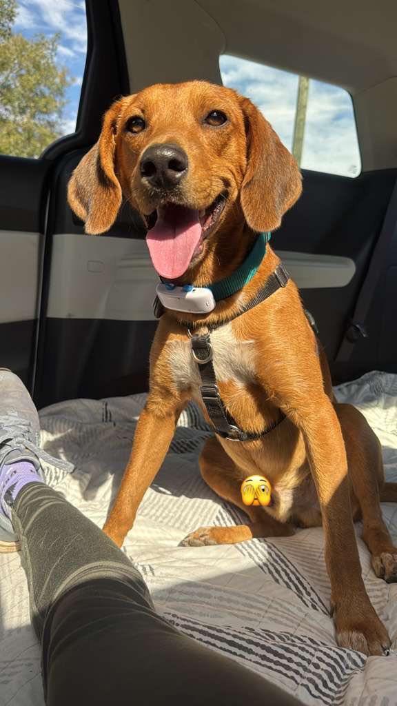 Tom Sawyer, a ADOPTABLE mixed breed in Winter Park, FL image 1/2