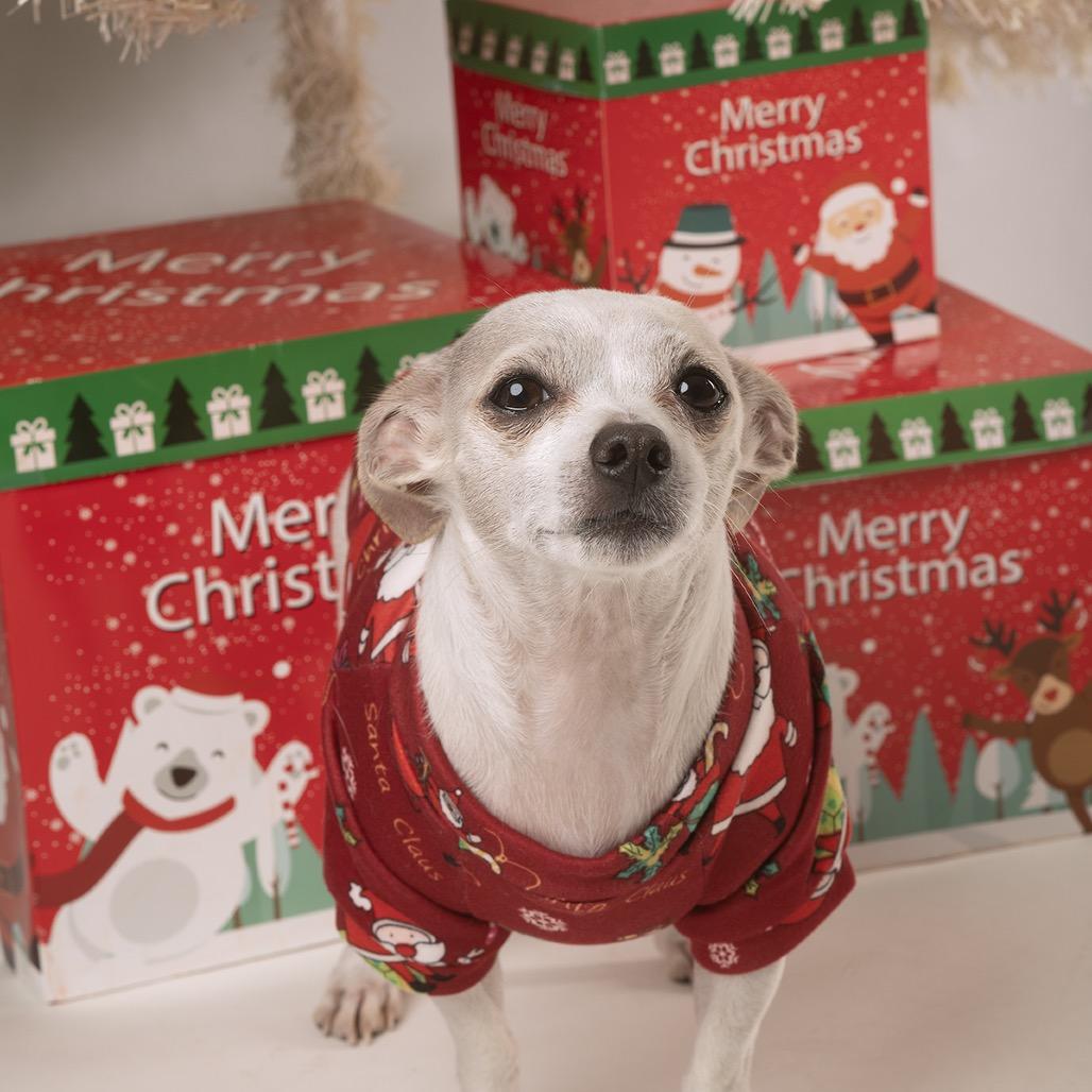Seven, Adoptable, Senior Male Chihuahua.