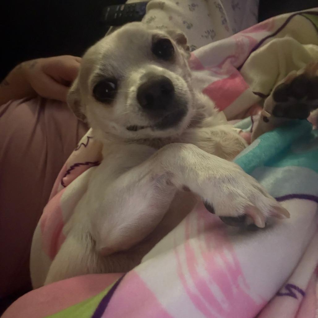 Seven, a Adoptable Chihuahua in Corvallis, OR image 2/5