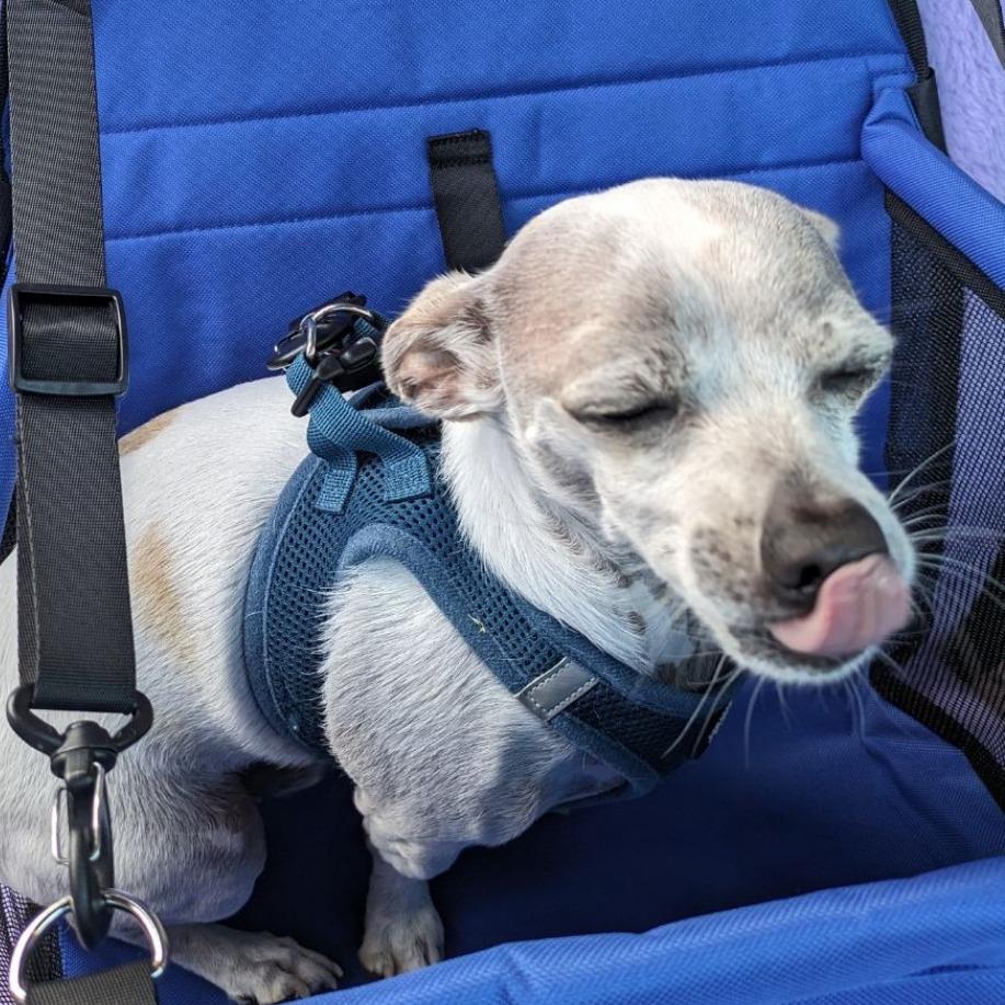 Seven, a Adoptable Chihuahua in Corvallis, OR image 3/5