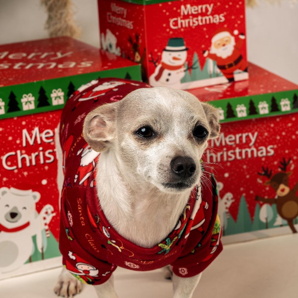 Seven, a Adoptable Chihuahua in Corvallis, OR image 4/5