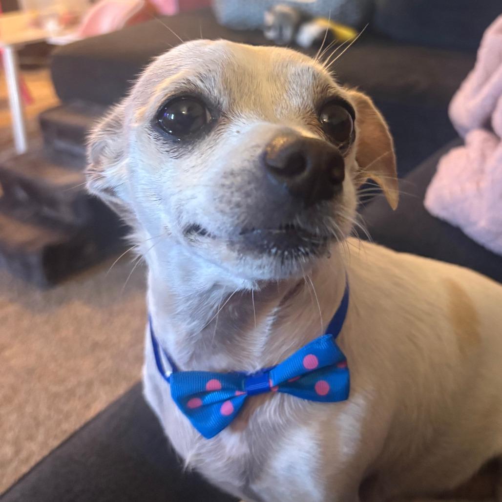 Seven, a Adoptable Chihuahua in Corvallis, OR image 5/5