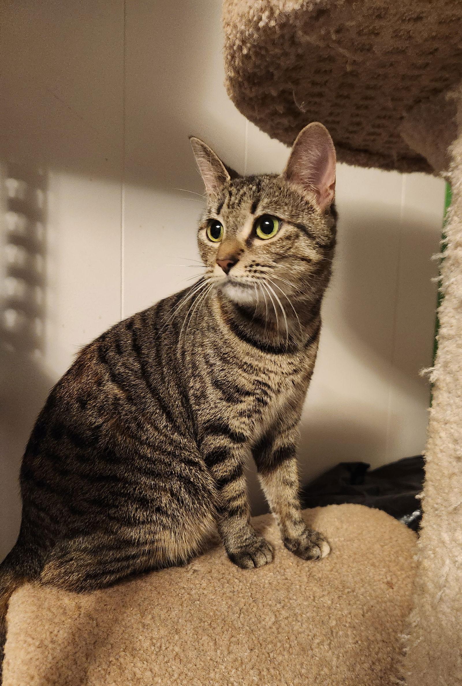 *Maya, Adoptable, Adult Female Domestic Short Hair.