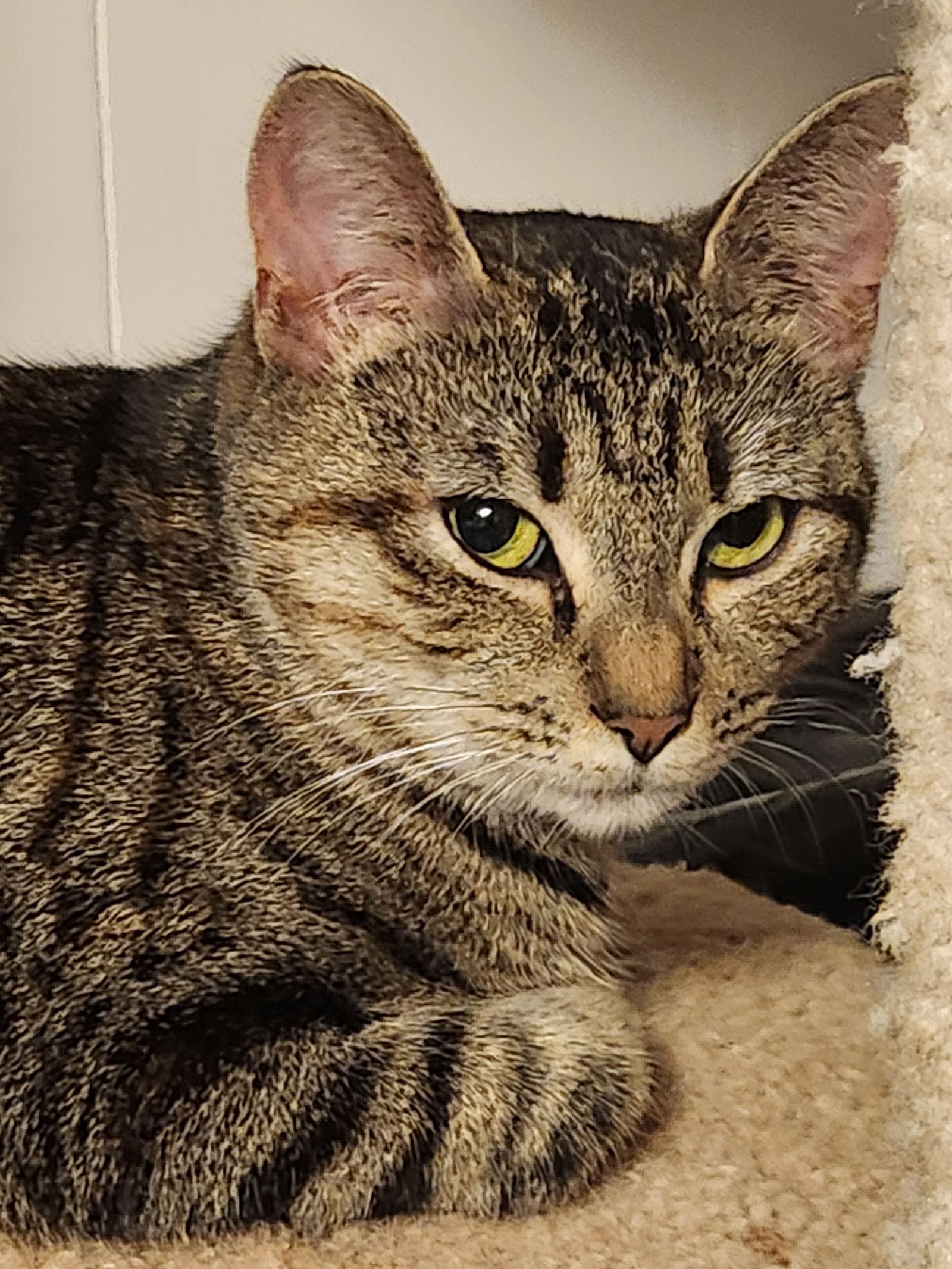 Enlarge *Maya, a Adoptable Domestic Short Hair in Forest, VA image 2/3