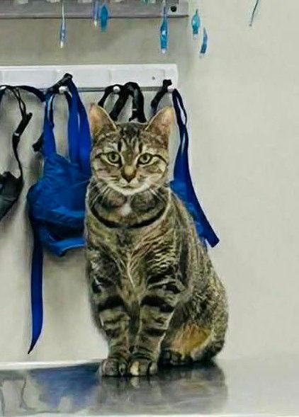 Enlarge *Maya, a Adoptable Domestic Short Hair in Forest, VA image 3/3