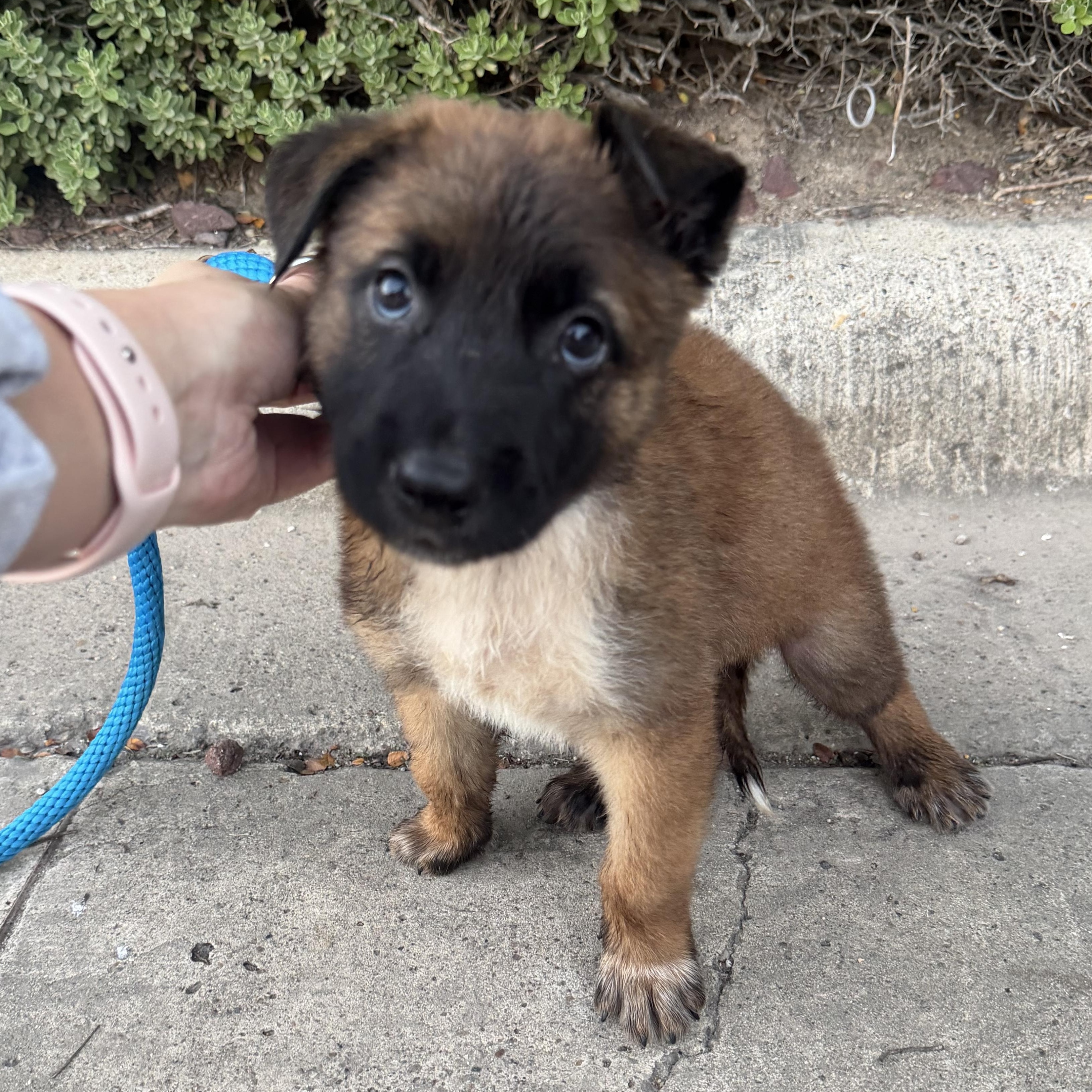 Enlarge Max, a Adopted mixed breed in Richmond, VA image 3/3