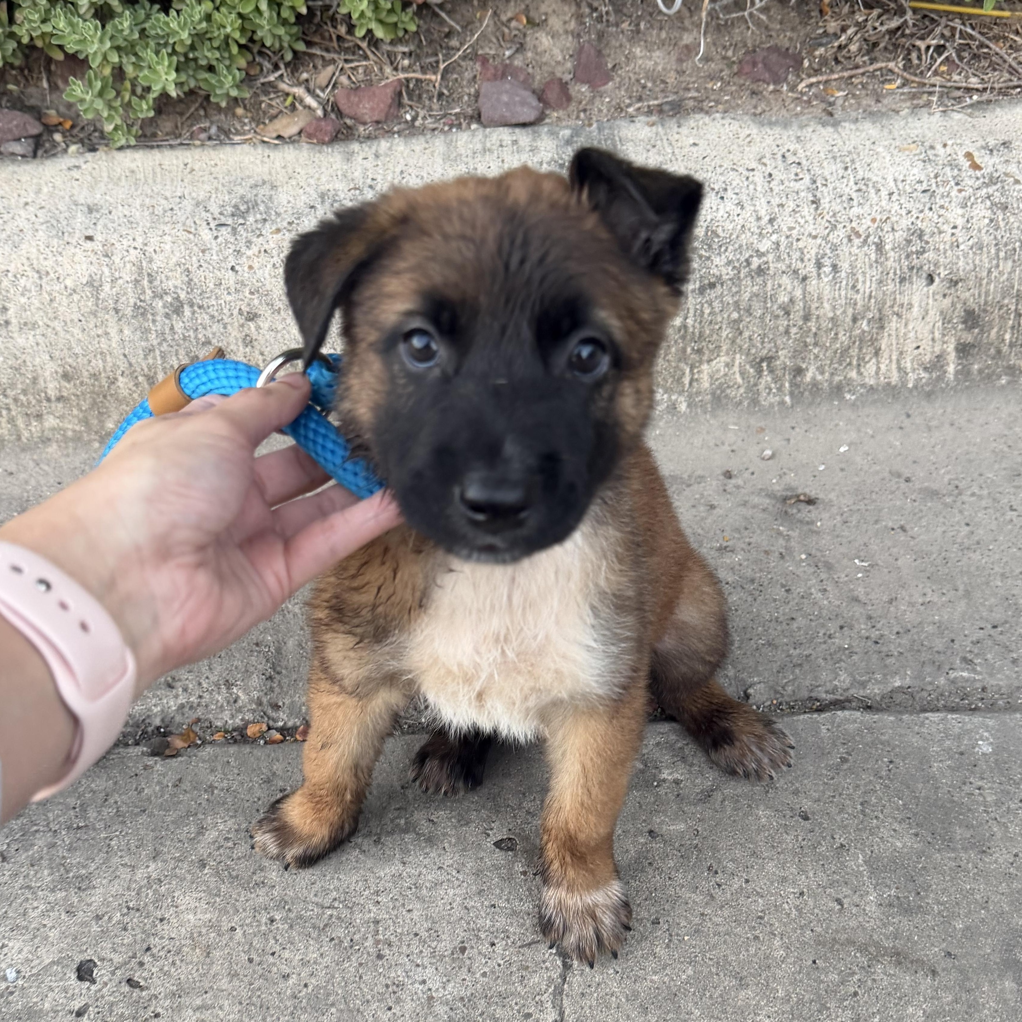 Enlarge Max, a Adopted mixed breed in Richmond, VA image 2/3