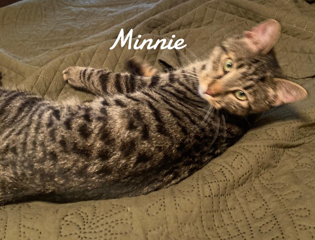 Minnie, Adopted, Young Female Domestic Short Hair & Tabby.