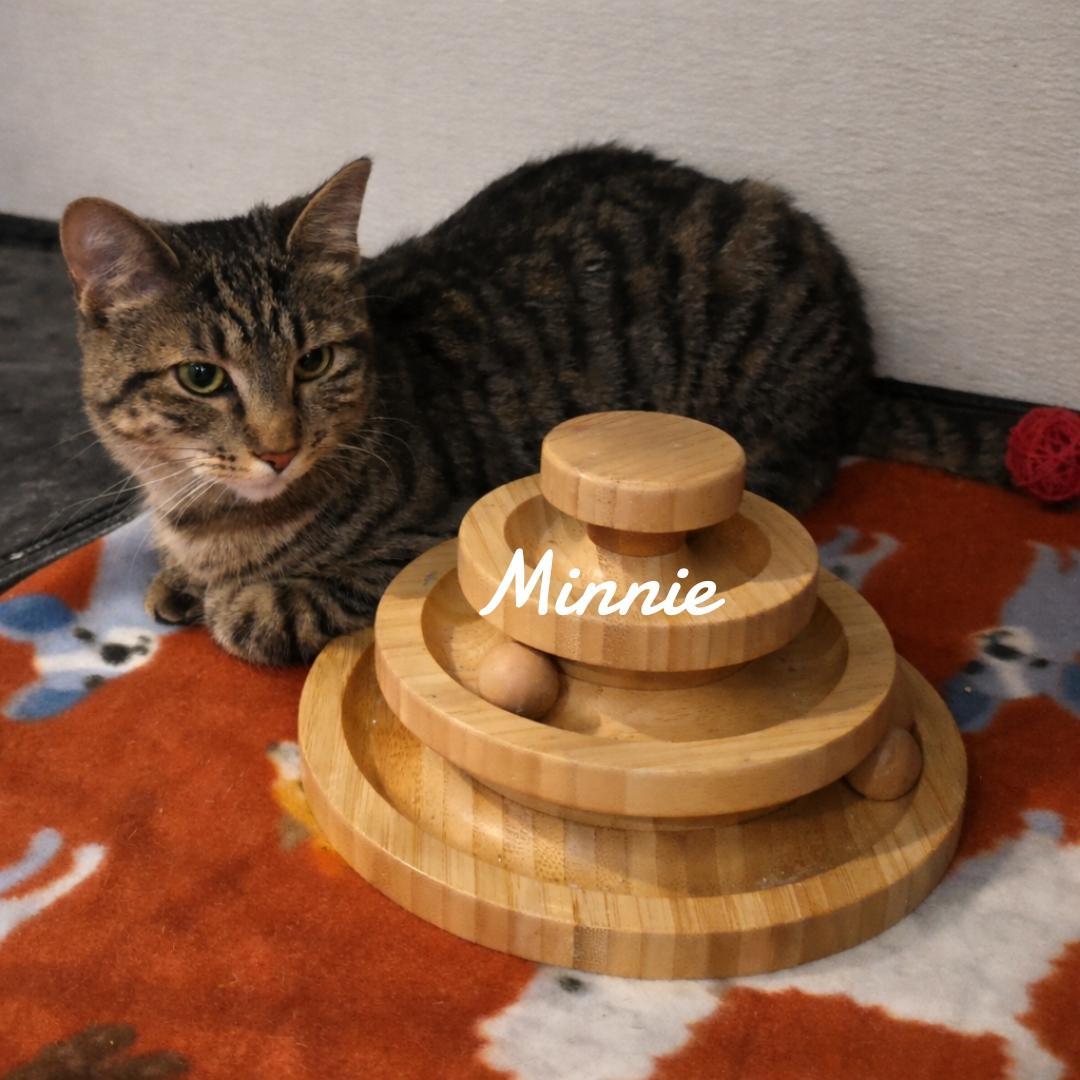 Minnie, a Adopted mixed breed in Naugatuck, CT image 2/3