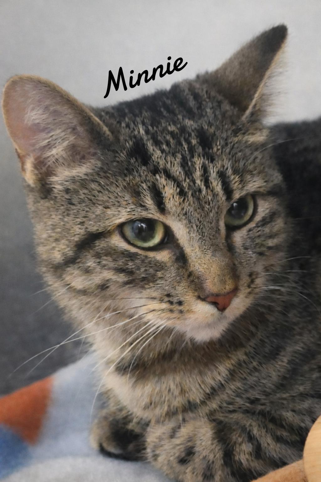 Minnie, a Adopted mixed breed in Naugatuck, CT image 3/3
