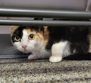 Enlarge Autumn, a Adopted Calico in Bucyrus, OH image 2/3