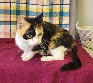 Enlarge Autumn, a Adopted Calico in Bucyrus, OH image 3/3